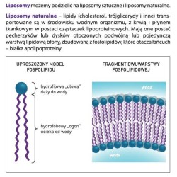 LIPOSOL LIPOSOMALNA WITAMINA C1000 40 szt. ALINESS